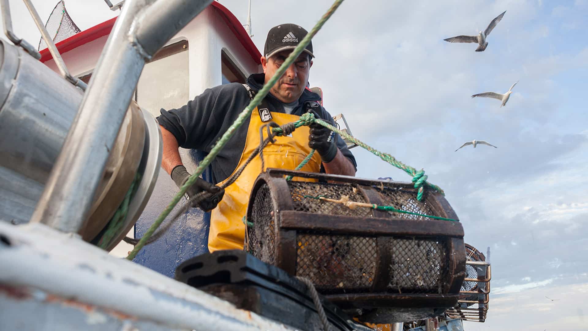 pulpo-gallego-congelado-y-pescados-congelados-al-mayor